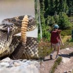Hiker airlifted after rattlesnake bite on Simi Valley’s Long Canyon Trail