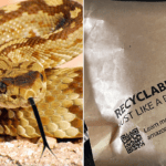 Rattlesnake found hiding under Amazon package bites California girl